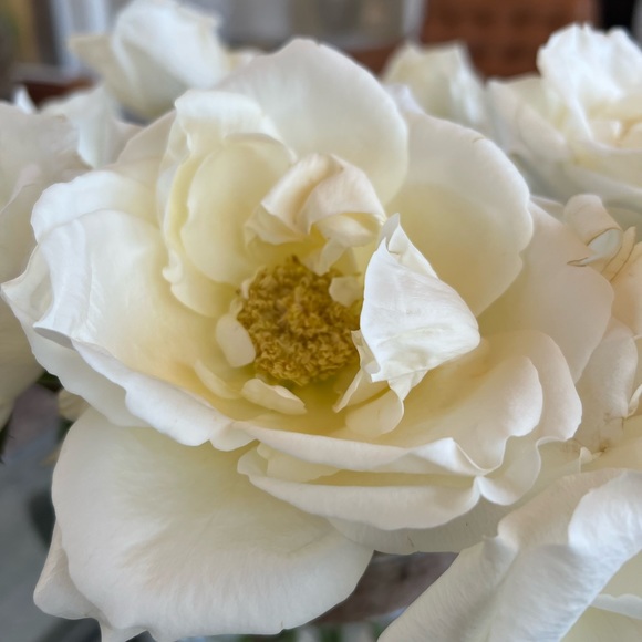 Meet your Posher, Lucy - Picture 1 of 1